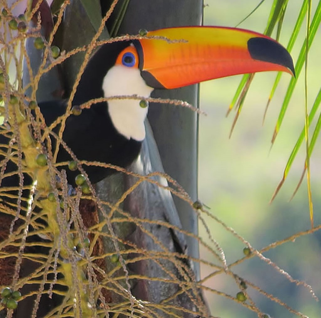 Tucano-toco na Limeira