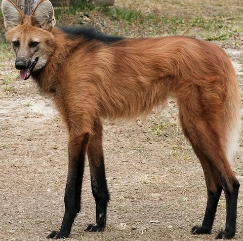 Lobo-guará na Limeira