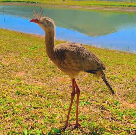 Siriema na Limeira